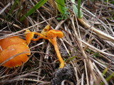 Hygrocybe insipida image