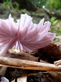 Mycena holoporphyra image