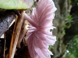 Mycena holoporphyra image