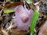 Mycena holoporphyra image