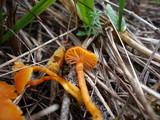 Hygrocybe insipida image