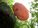Pycnoporus sanguineus image