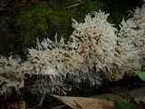 Hydnopolyporus fimbriatus image