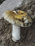 Russula helios image