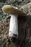Russula helios image