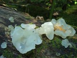 Ductifera pululahuana image