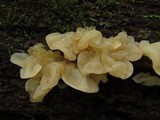 Ductifera pululahuana image