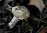 Inocybe insinuata image