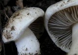 Inocybe insinuata image