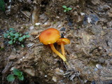Hygrocybe miniata image