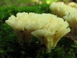 Tremellodendron schweinitzii image