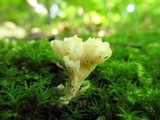 Tremellodendron schweinitzii image