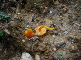 Hygrocybe miniata image