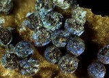 Physarum cinereum image