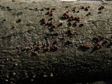 Hypoxylon fragiforme image
