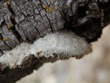 Trametes trogii image