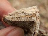 Trametes trogii image