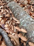 Phellinus gilvus image