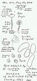 Mycena ulmicola image
