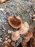 Phellinus gilvus image