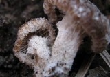 Psathyrella pennata image