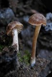 Crassisporium funariophilum image