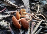 Crassisporium funariophilum image