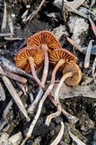 Crassisporium funariophilum image