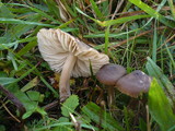 Hygrocybe nitrata image