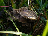 Hygrocybe nitrata image