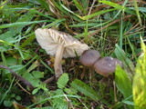 Hygrocybe nitrata image