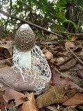 Phallus indusiatus image