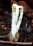 Blumenavia rhacodes image