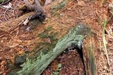 Ceratiomyxa fruticulosa var. fruticulosa image