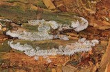 Ceratiomyxa fruticulosa var. fruticulosa image