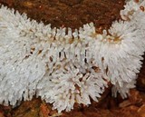 Ceratiomyxa fruticulosa var. fruticulosa image
