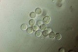 Ceratiomyxa fruticulosa var. fruticulosa image