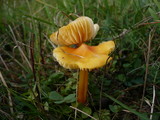 Hygrocybe persistens image