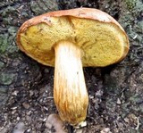 Xerocomus tumidus image