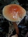 Hygrocybe laeta var. laeta image