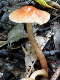 Hygrocybe laeta var. laeta image