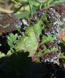 Physarum cinereum image