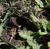 Physarum cinereum image