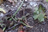 Physarum cinereum image