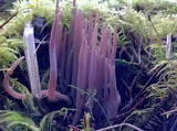 Alloclavaria purpurea image