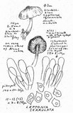 Entoloma serrulatum image