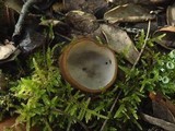 Humaria hemisphaerica image