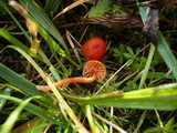 Hygrocybe mucronella image