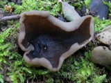 Peziza succosella image
