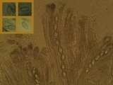Peziza succosella image